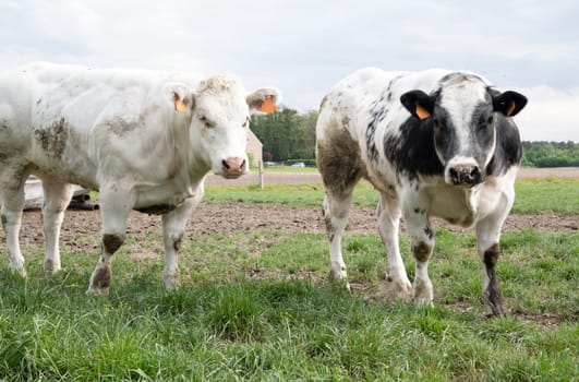 a group of beautiful multi-colored spotted black and white cows graze in a corral on green grass, a rural landscape in a village on the outskirts of the city, farming. High quality photo