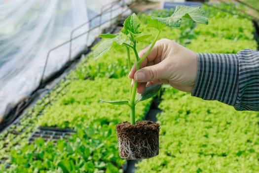 Farmer uses organic fertilizers to promote growth of the cucumber seedlings.