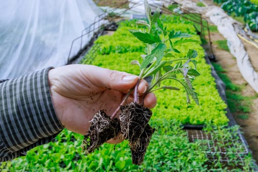 Farmer takes pride in nurturing the seedling root system tomatoes to promote optimal plant growth and yield.