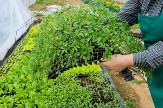 Farmer diligently monitors greenhouse temperature, humidity, and light levels to ensure seedlings' healthy growth. Greenhouse-grown tomato seedlings are known for their robustness and resilience.