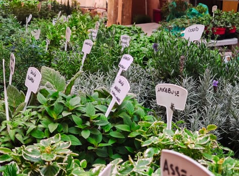 Italian business offering aromatic plants for sale