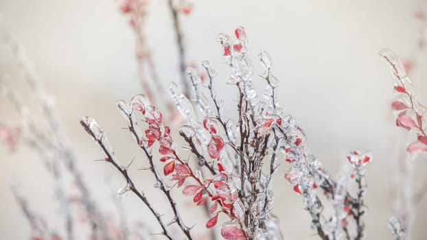 ice on the bush icing, red color of the bush. High quality photo