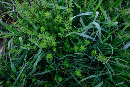 green dense grass, after rain. High quality photo