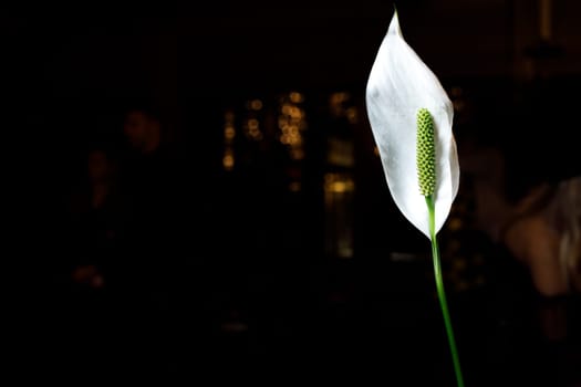 white flower on dark background. High quality photo