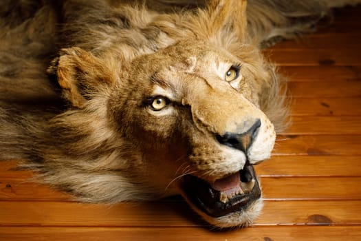 lion head on the wall . High quality photo