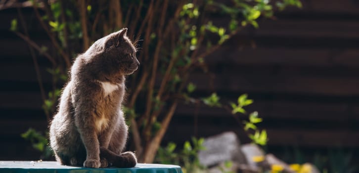 a gray cat sits beautifully with a blurred background. High quality photo