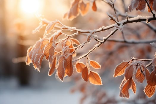 Frost on dried leaves of a tree in the forest at dawn in the cold season.