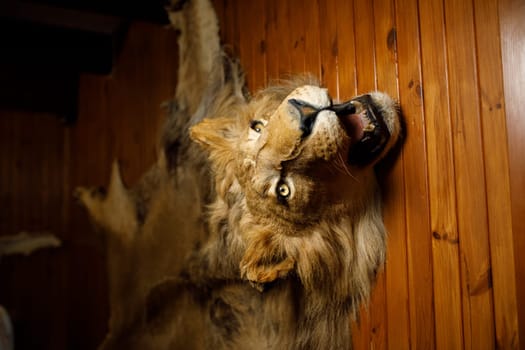 lion head on the wall . High quality photo