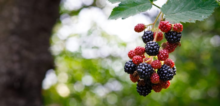 blackberries ripen on bushes, berries garden. High quality photo