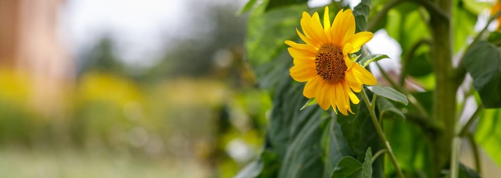 sunflower flower field and place for text. High quality photo