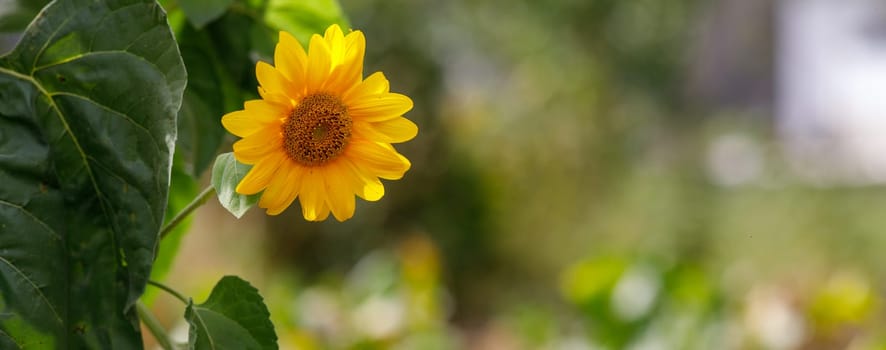 sunflower flower field and place for text. High quality photo