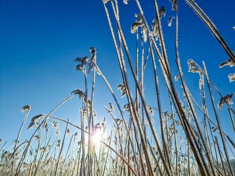 A snow covered frozen lake with icy reeds in the sunshine in northern Germany