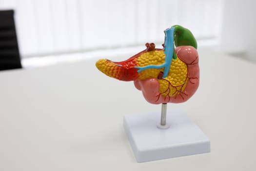 anatomical illustrations of human organs. High quality photo