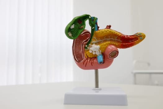 anatomical illustrations of human organs. High quality photo