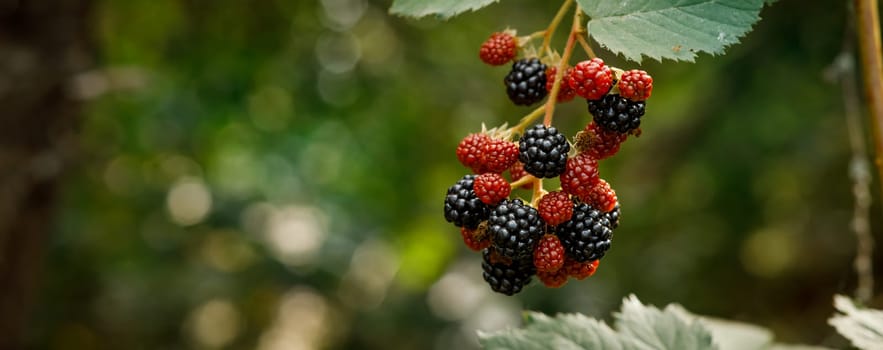 blackberries ripen on bushes, berries garden. High quality photo