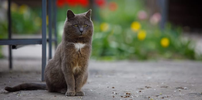 a gray cat sits beautifully with a blurred background. High quality photo