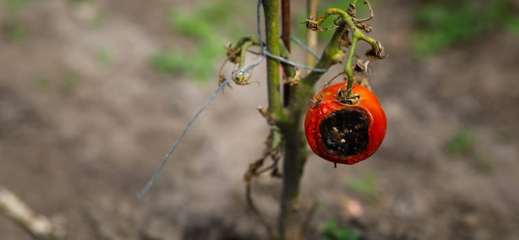 a half-rotten tomato on a bush in the garden. High quality photo