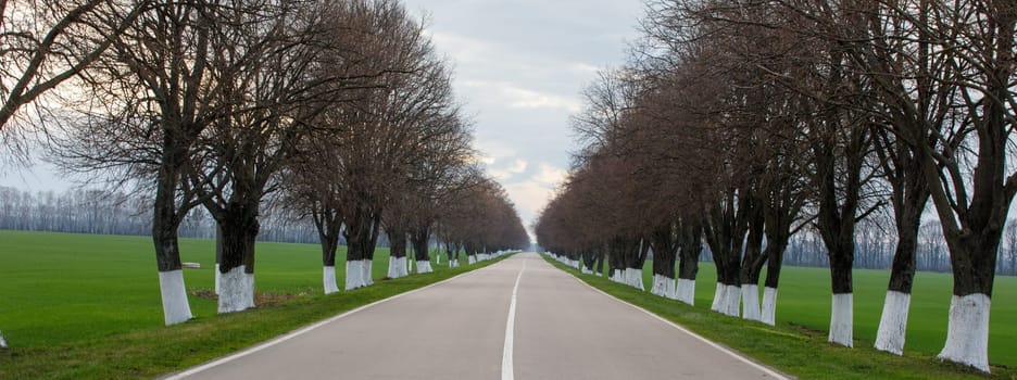 road and trees green grass. High quality photo