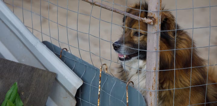 a dog in a cage looks at freedom. High quality photo