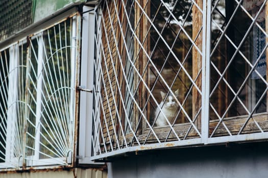 Animals in captivity, a cat on the window behind bars. High quality photo