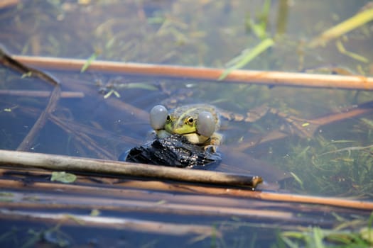 toad in the lake, very realistic, the toad looks into the eyes, inflated balloons near the eyes. High quality photo