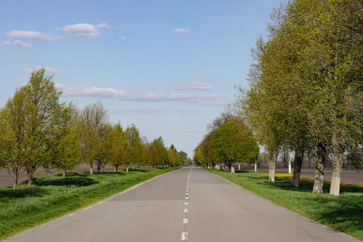 road asphalt nature sky trees. High quality photo