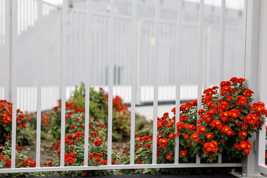red flowers near the metal fence of the flower bed. High quality photo