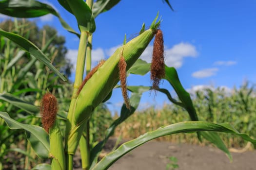 corn harvest in the field, blue sky. High quality photo