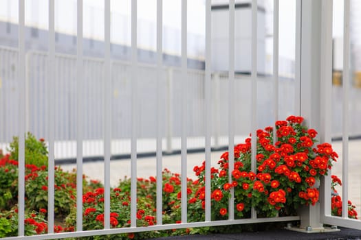 red flowers near the metal fence of the flower bed. High quality photo