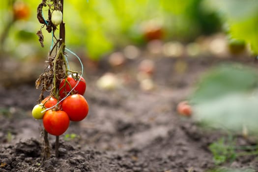 tomatoes on a bush in the garden. High quality photo