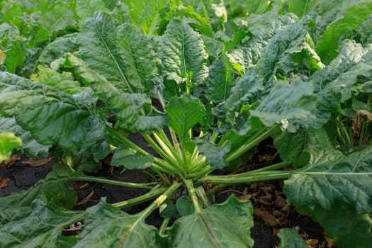 beet harvest in the field, blue sky. High quality photo