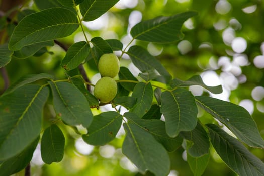 the walnut on the tree is not yet ripe. High quality photo