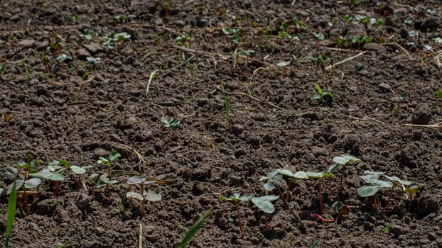 field in which sprouts begin to sprout. High quality photo