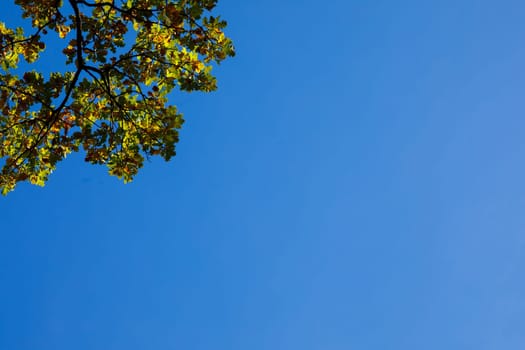 autumn leaves on the background of the sky. High quality photo