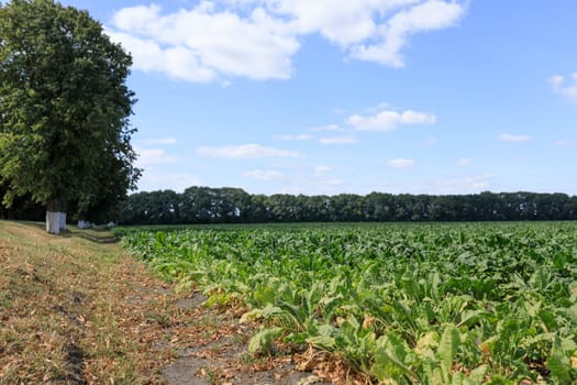 beet harvest in the field, blue sky. High quality photo