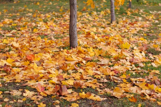 fallen leaves near the tree. High quality photo