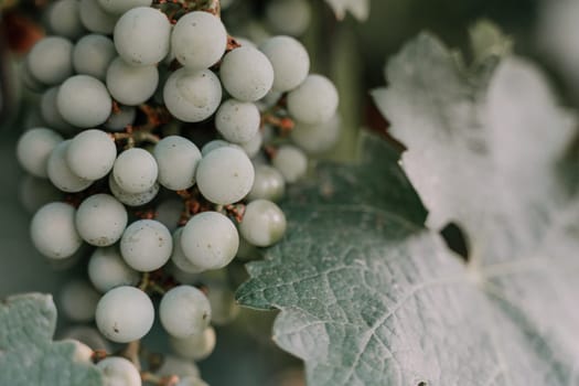 Clusters of ripe sweet grapes among the green leaves of grape bushes. Autumn magic. Smooth rows of vineyards