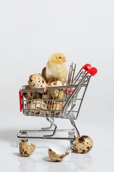 A quail chicken stands on a basket of quail eggs. The concept of a grocery basket and grocery sales in the store