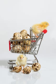 Quail chickens with a basket of quail eggs. The concept of a grocery basket and grocery sales in the store