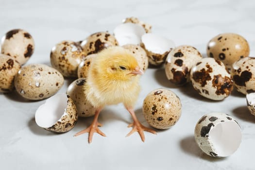 A quail chicken stands among quail eggs and shells on a white background. Poultry farming in incubators
