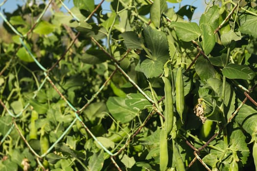 Ripe pea pods on a bush before harvesting. Growing vegetables in the garden