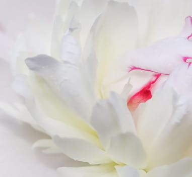 White peony flower petals. Macro flowers background. Soft focus, abstract floral backdrop