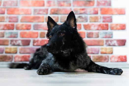 Mudi shepherd in front of a brick and white background