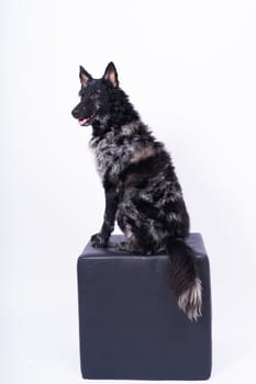 Mudi shepherd in front of a brick and white background