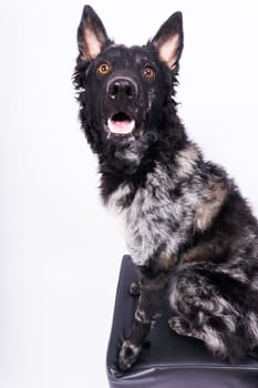 Mudi shepherd in front of a brick and white background