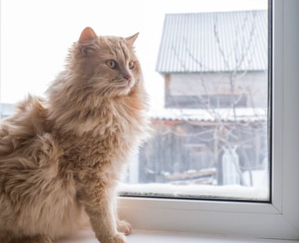 Red fluffy cat sits on the windowsill and looks out the window.