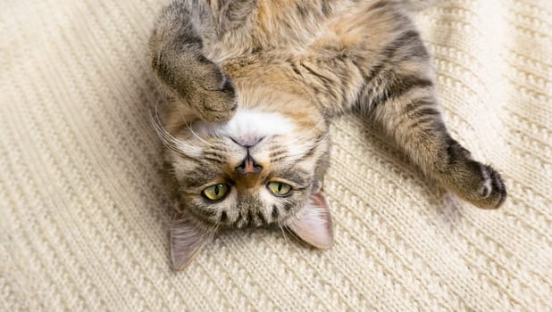 Portrait of a gray domestic cat lying on its back on a knitted sweater. The cat lazily dozes.