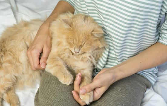 A ginger cat lies in the arms of a woman. The fluffy pet settled down comfortably to sleep or play. Morning at home