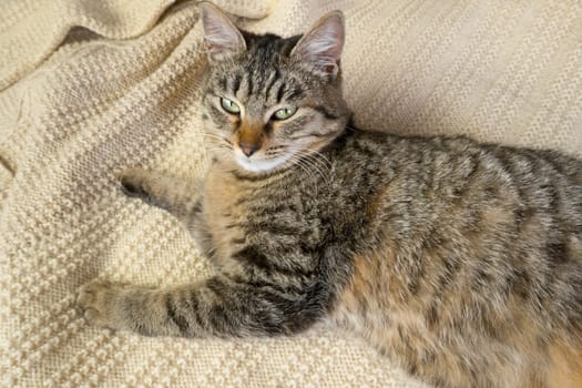 Close-up portrait of a domestic gray cat on a knitted sweater. Cozy autumn, winter photo of a cat