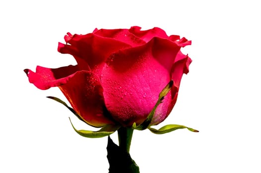 Beautiful red tea rose isolated on white background. Flower head close-up.